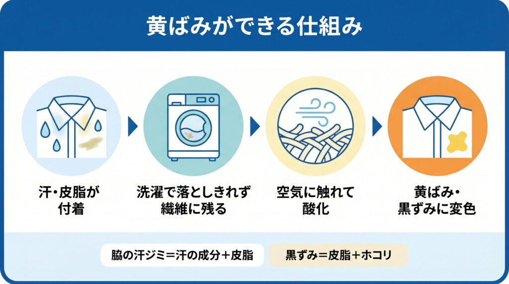 皮脂が繊維に残って酸化し黄ばみになるまでの過程と、汗ジミ・黒ずみとの違いを示す図解
